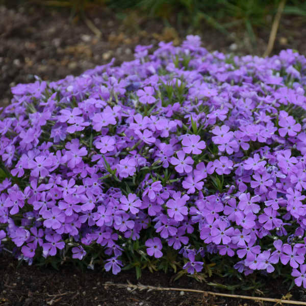 Phlox 'Crater Lake' de montagne : fleurs indigo-violettes en pleine floraison chaque printemps.