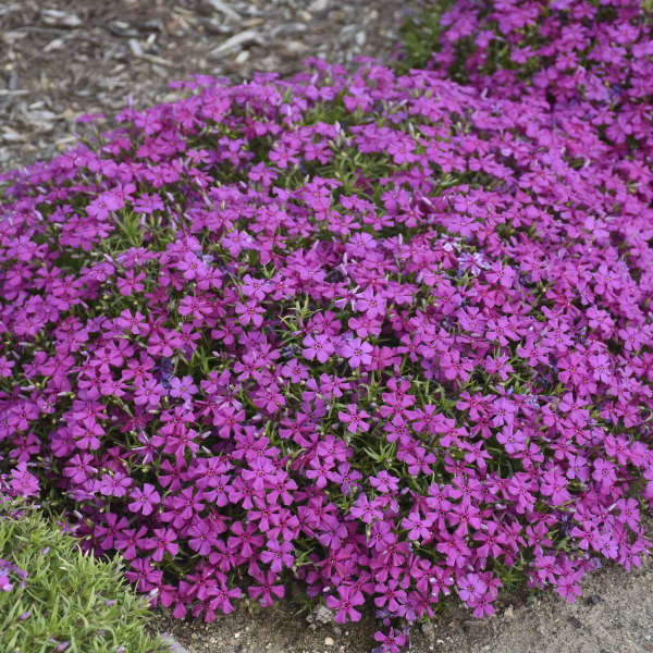 Mountainside™ 'Majestic Magenta' Phlox For Sale | Perennials