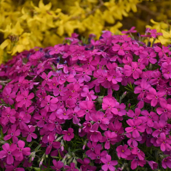 Mountainside™ 'Majestic Magenta' Phlox For Sale | Perennials