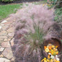Muhlenbergia capillaris is a durable native grass