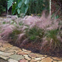 Pinky Muhlygrass thrives in poor soils and urban conditions