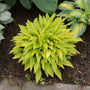 Hosta Munchkin Fire aux feuilles étroites d'un jaune vif, dans un jardin abritant d'autres hostas. 