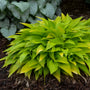 Hosta Munchkin Fire aux feuilles jaune vif dans un jardin. 