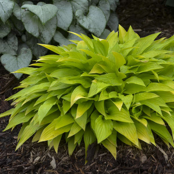 Hosta Munchkin Fire aux feuilles jaune vif dans un jardin. 