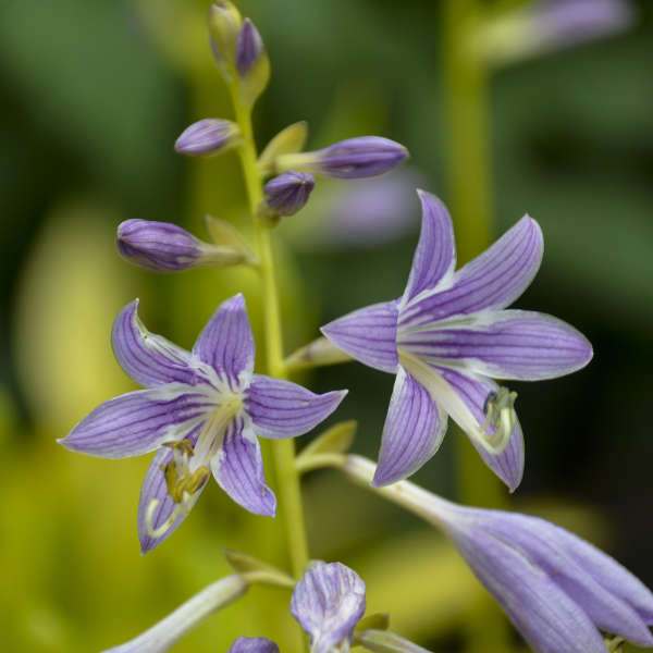 Gros plan sur des fleurs d'hosta Munchkin Fire pourpre lavande. 