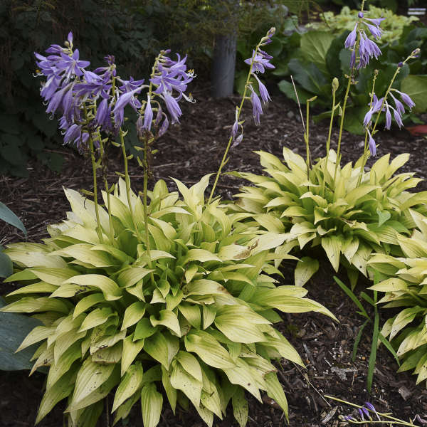 Le feuillage jaune vif de l'hosta Mucnhkin Fire se marie à merveille avec les fleurs lavande dans un jardin.
