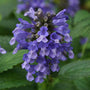 Close-up of a bright blue bloom on Blue Prelude Catmint. 