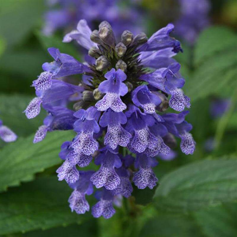 Close-up of a bright blue bloom on Blue Prelude Catmint. 