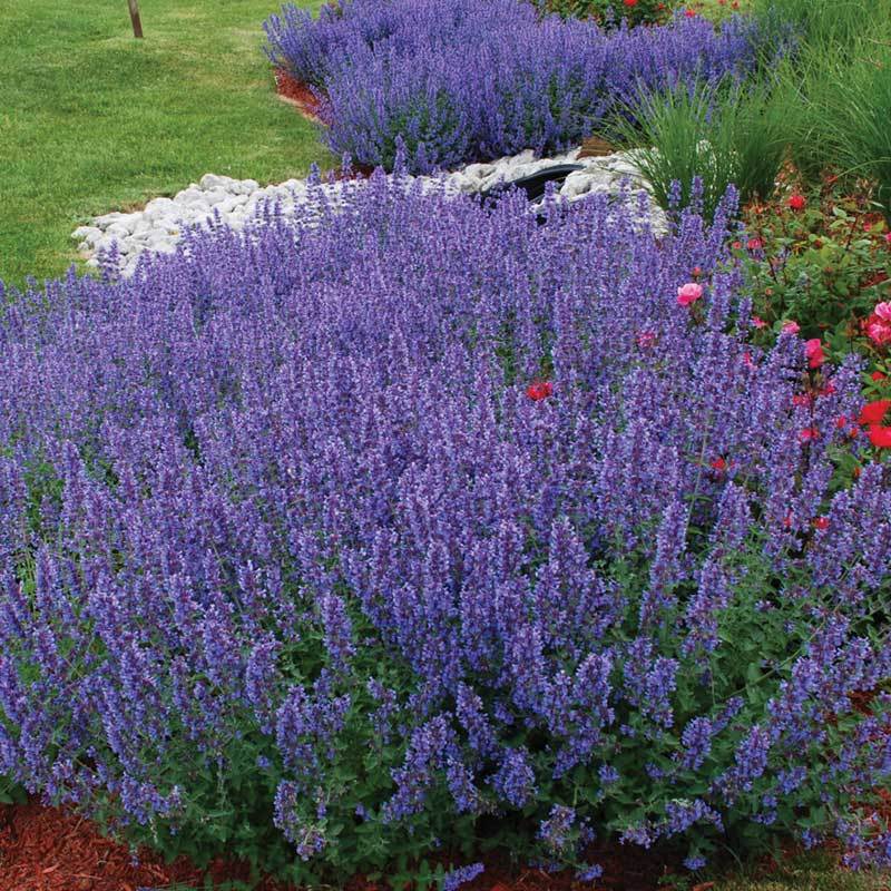 Walker's Low Catmint has months of purple blue flowers and is super easy to grow
