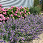 Nepeta Walker's Low is one of the longest blooming perennials for your garden