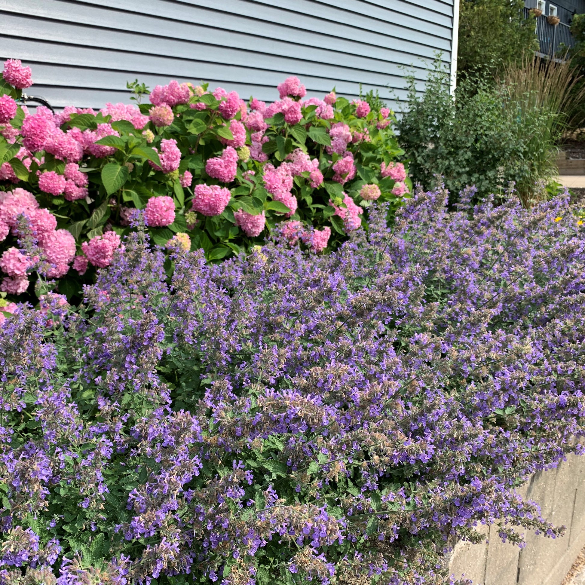 Nepeta Walker's Low is one of the longest blooming perennials for your garden