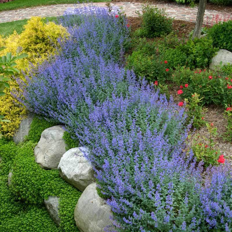 Nepeta Walker's Low will look great even in hot dry conditions