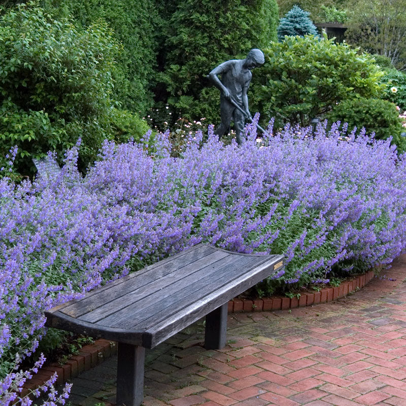 Walker's Low Catmint has fragrant silver gray foliage and purple blue flowers