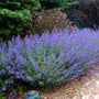 Nepeta Walker's Low looks great when planted along a walkway