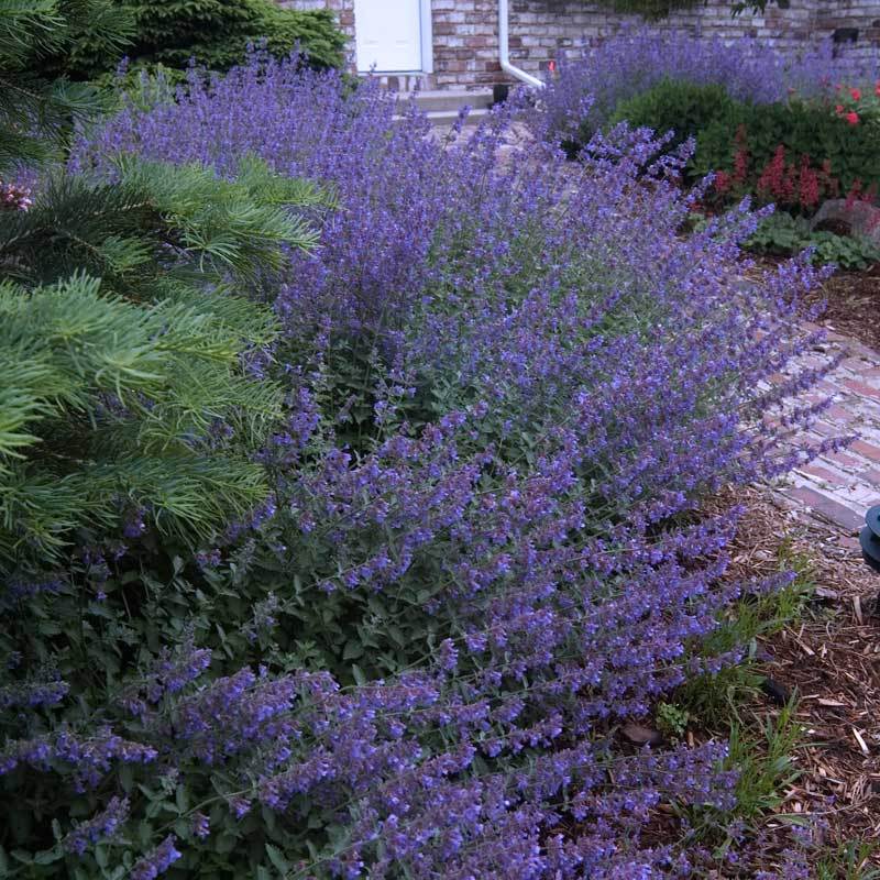 Walker's Low Catmint is foolproof and easy to grow in well drained soil