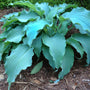'Neptune' Hosta with bright blue ruffled leaves. 