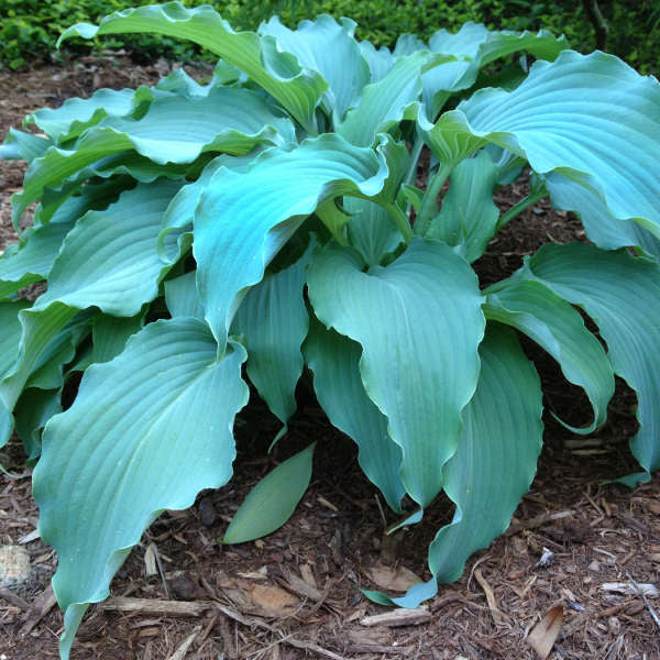 'Neptune' Hosta with bright blue ruffled leaves. 