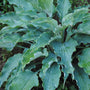 'Neptune' Hosta with bright blue foliage with ruffled leaf edges. 