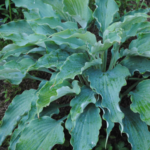 'Neptune' Hosta with bright blue foliage with ruffled leaf edges. 