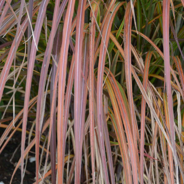 L'herbe de la pampa 'Oktoberfest' prend une teinte rouge bordeaux en automne.