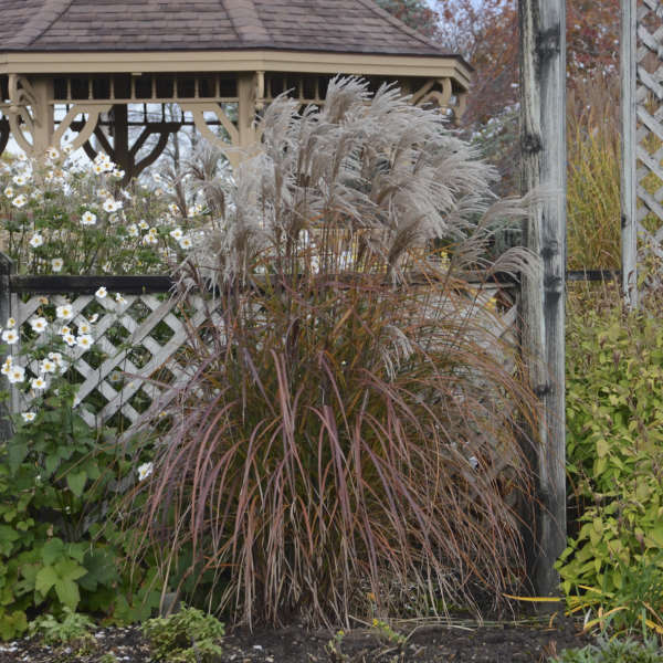 La miscanthus 'Oktoberfest' possède un feuillage rouge bordeaux et de magnifiques panaches de fleurs en automne.