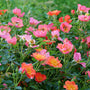 Plusieurs fleurs de rose Oso Easy® Hot Paprika®.