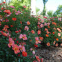 Trois spécimens d'Oso Easy® Hot Paprika® Rose.