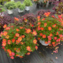 Vue plongeante sur deux plants de rosiers Oso Easy® Hot Paprika® couverts de fleurs rouge orangé éclatantes.