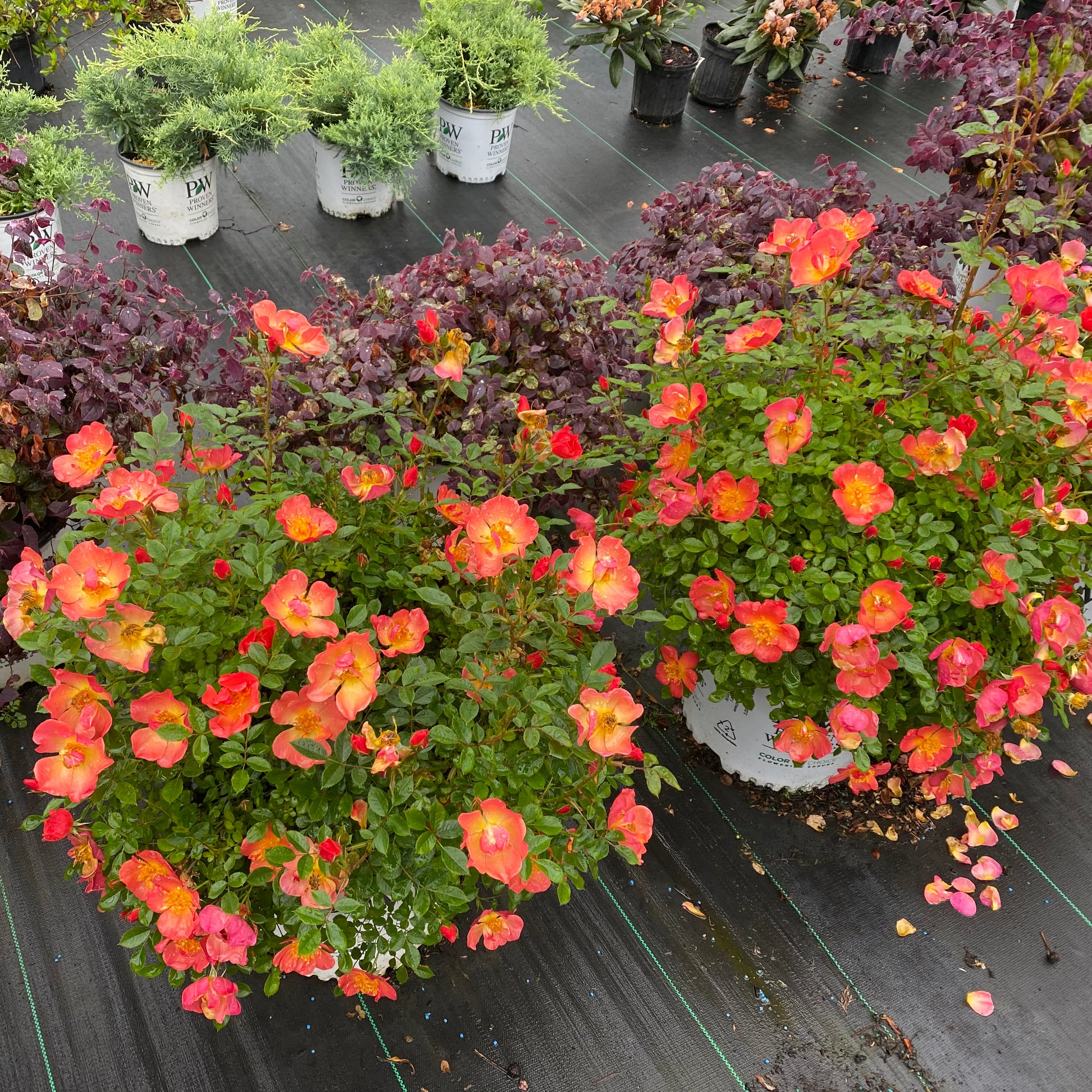 Vue plongeante sur deux plants de rosiers Oso Easy® Hot Paprika® couverts de fleurs rouge orangé éclatantes.