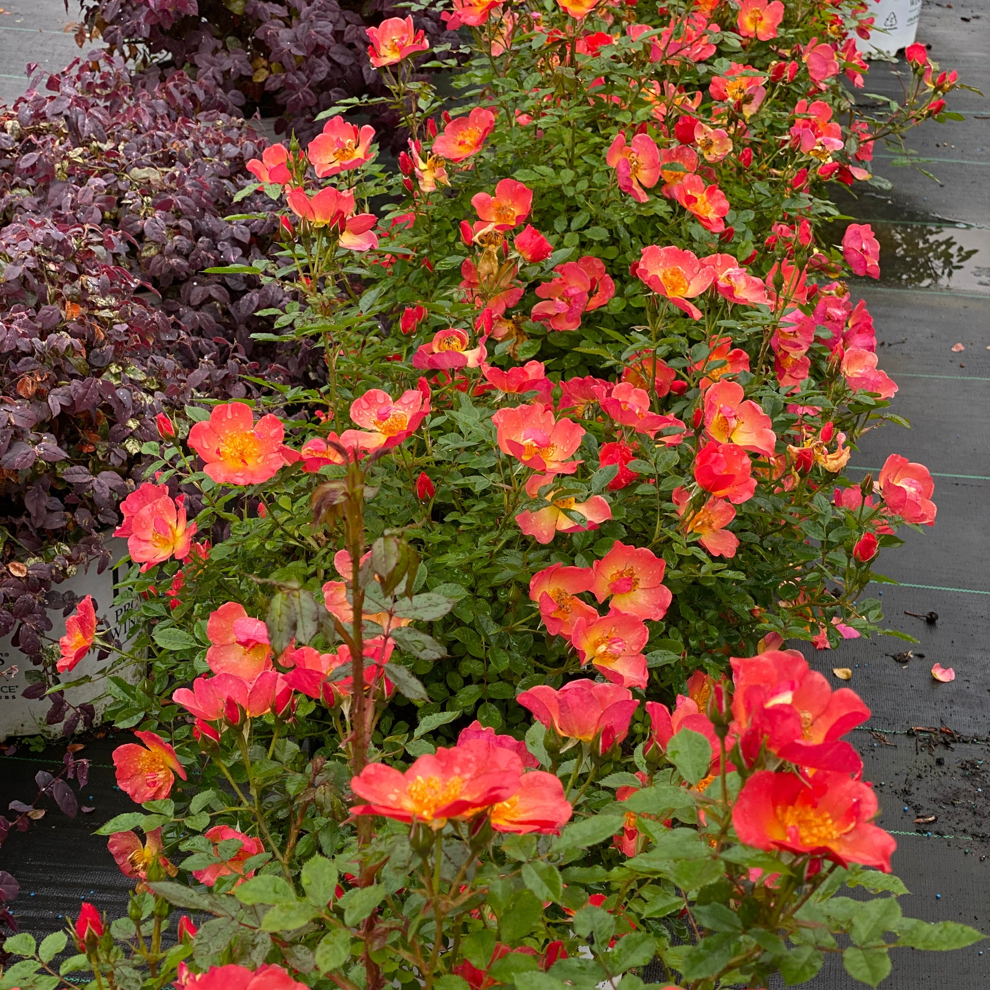 Plusieurs rosiers Oso Easy® Hot Paprika® dans une serre, présentant une abondante floraison rouge orangé.