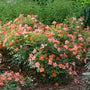 Une plantation ensoleillée de rosiers Oso Easy® Hot Paprika®.