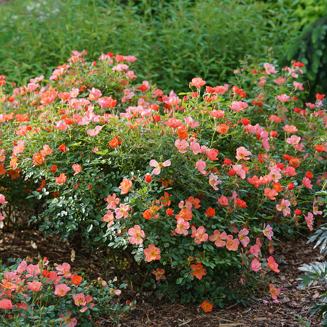 Une plantation ensoleillée de rosiers Oso Easy® Hot Paprika®.