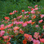 Les fleurs de la rose Oso Easy® Hot Paprika® sont d'un rose orangé vif.
