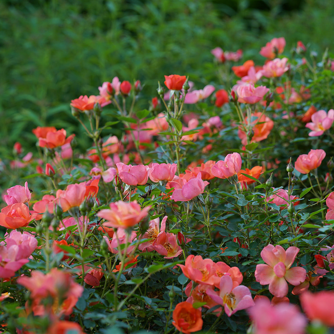 Les fleurs de la rose Oso Easy® Hot Paprika® sont d'un rose orangé vif.