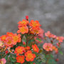 Un brin de rose Oso Easy® Hot Paprika® en pleine floraison.