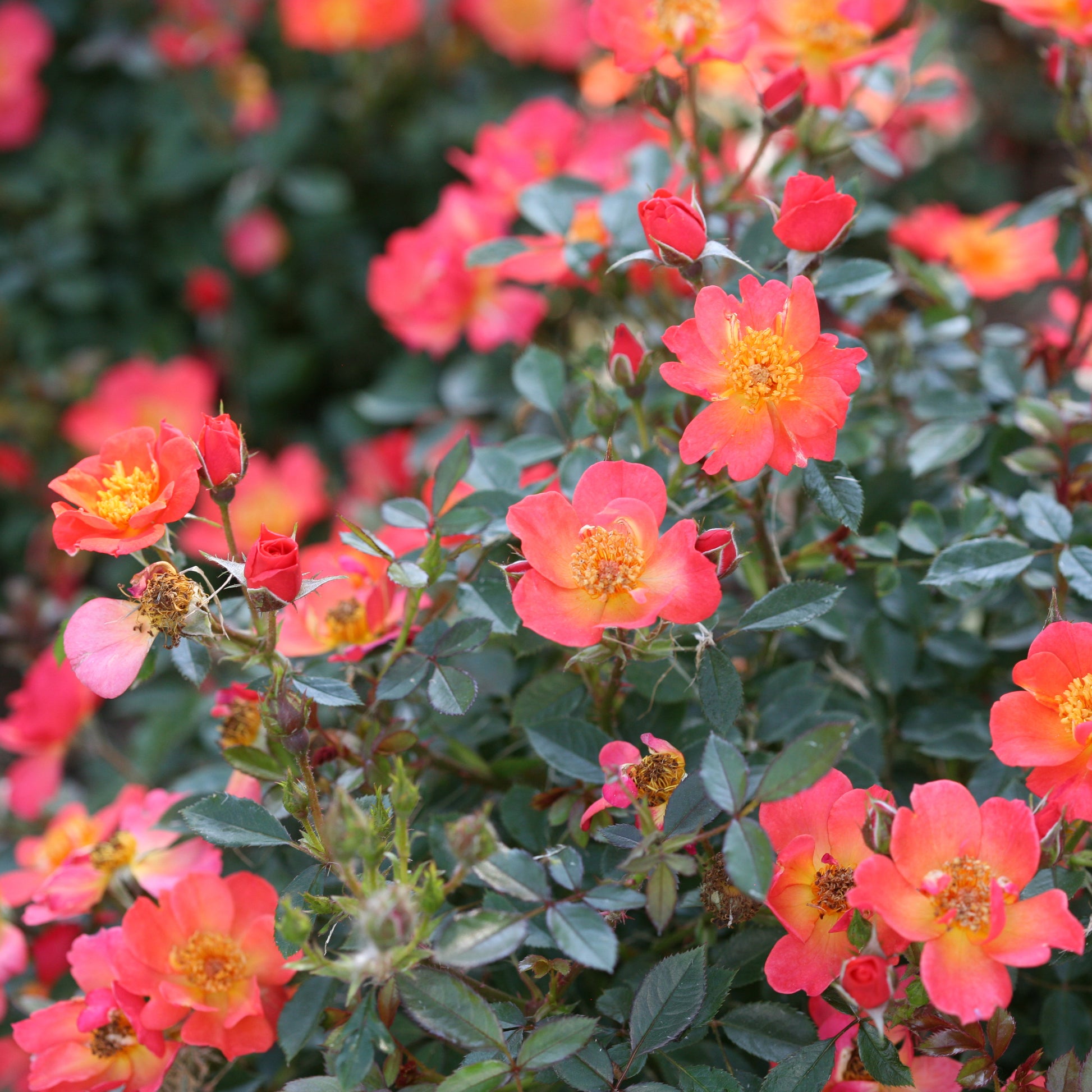 Les fleurs de la rose Oso Easy® Hot Paprika® présentent une teinte allant de l'orange foncé sur les bords au jaune au centre.