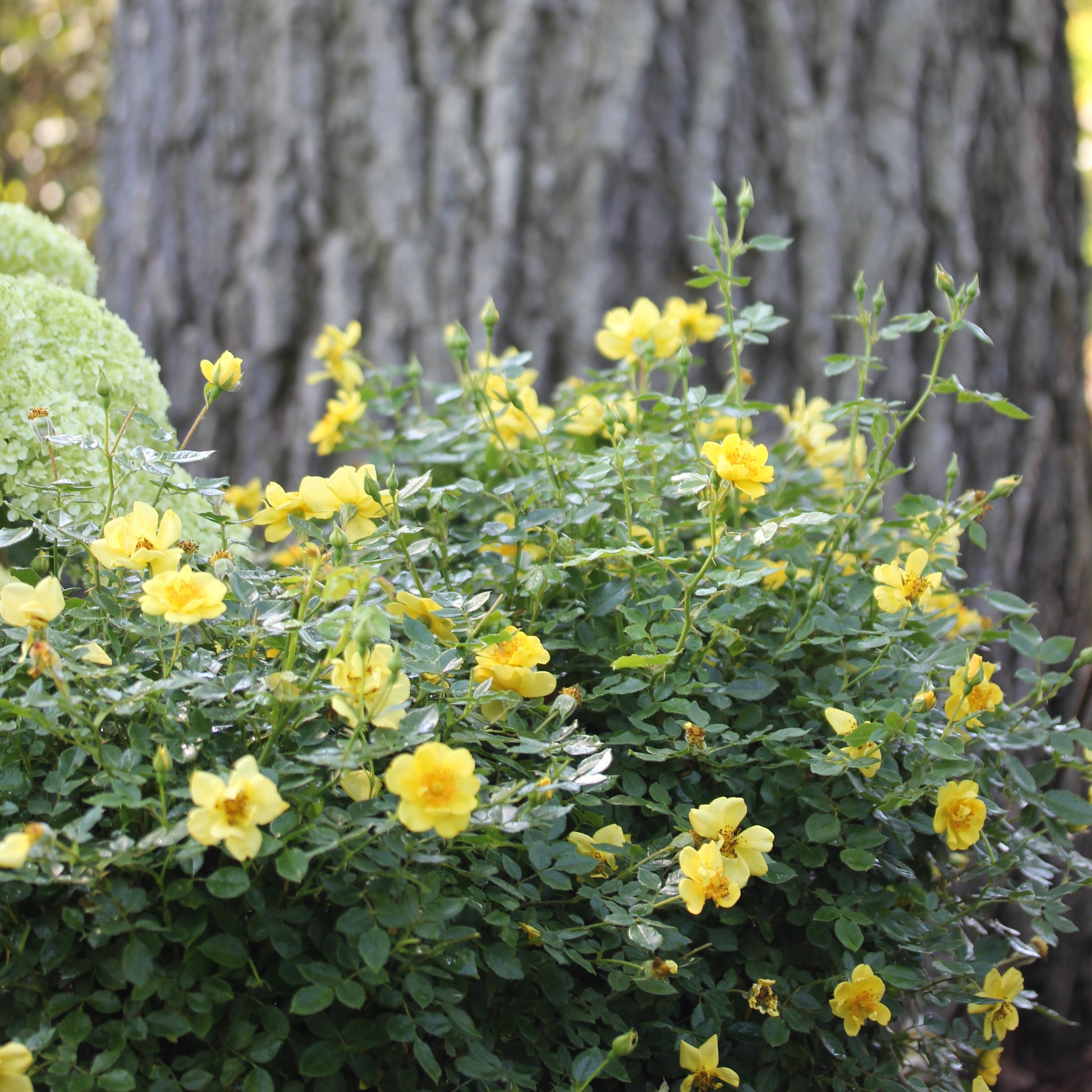 Two Oso Easy Lemon Zest roses grow between a hydrangea and a mature tree.
