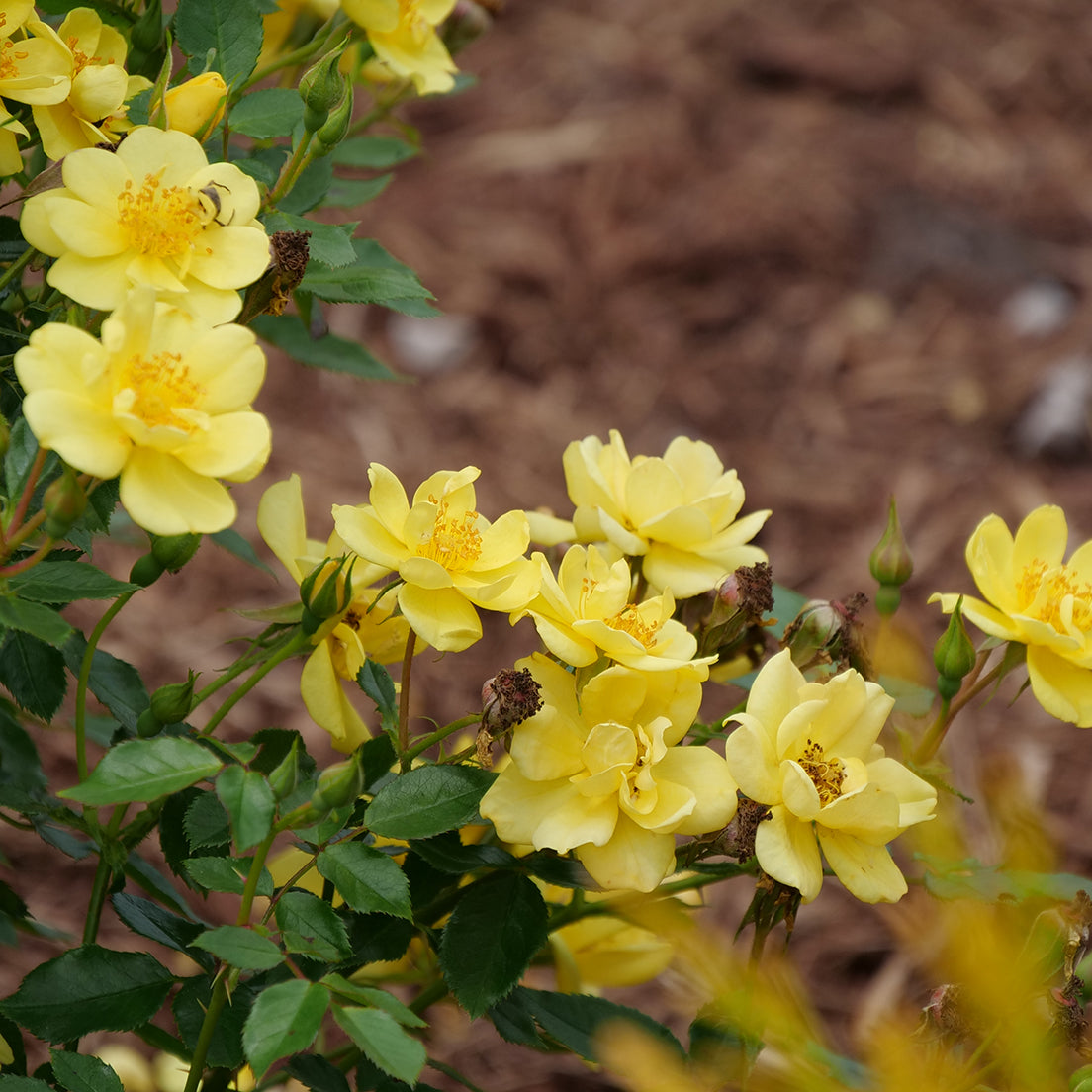 Several cheery yellow flowers on Oso Easy Lemon Zest rose.