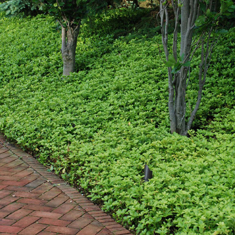 Green Carpet Pachysandra creating a mat of green beneath two trees. 