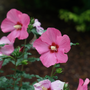 Paraplu Rouge is the one of the darkest reddish-pink rose of Sharon available. Its large blooms are loved by pollinators. 
