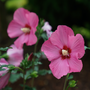 Paraplu Rouge is the one of the darkest reddish-pink rose of Sharon available. Its large blooms are loved by pollinators. 