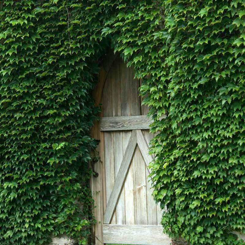 Boston Ivy climbing a fence around a doorway. 
