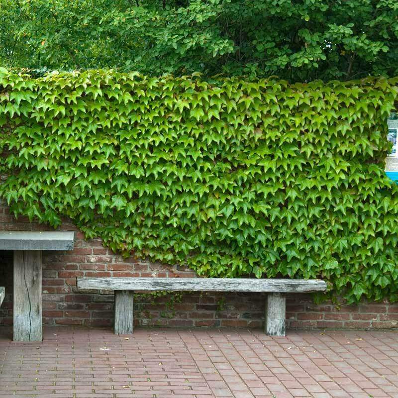 Boston Ivy climbing a red brick wall behind a wooden bench. 