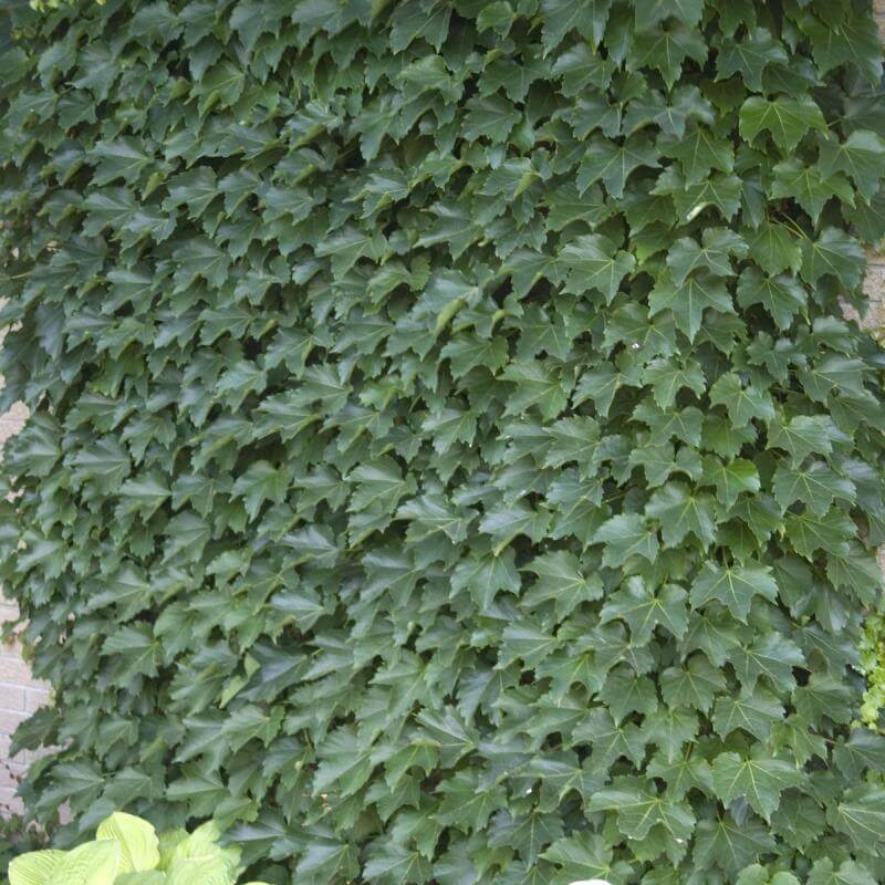 Boston Ivy with lush green foliage. 
