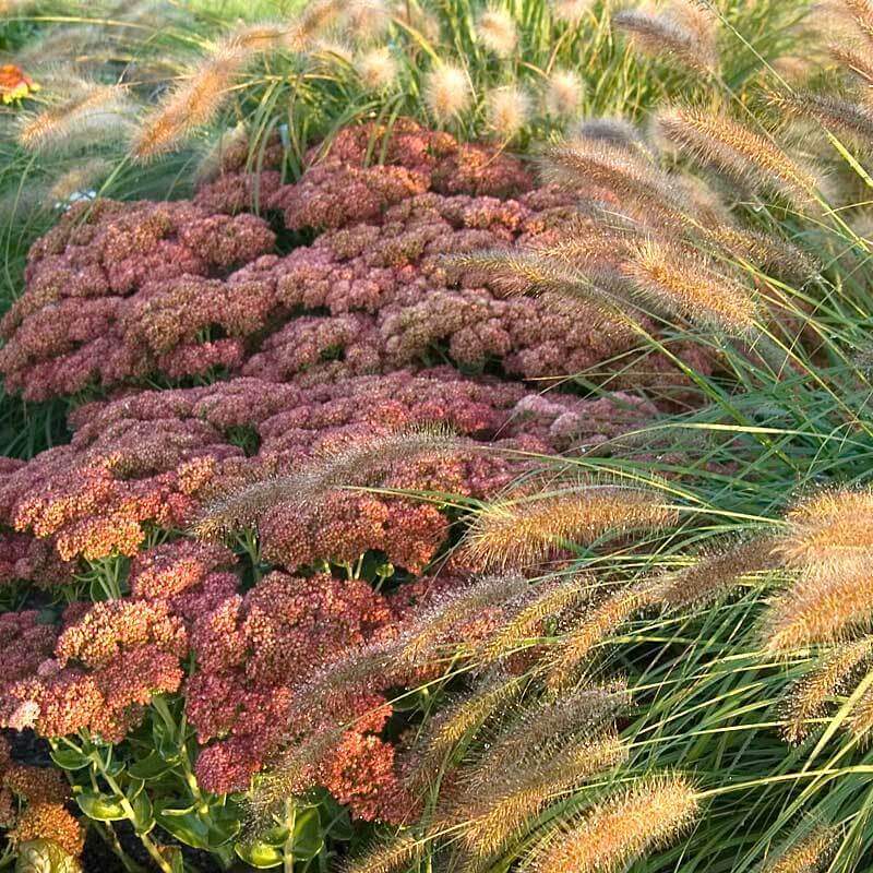 Close-up of Hameln Fountain Grass' soft fluffy foxtail plumes. 