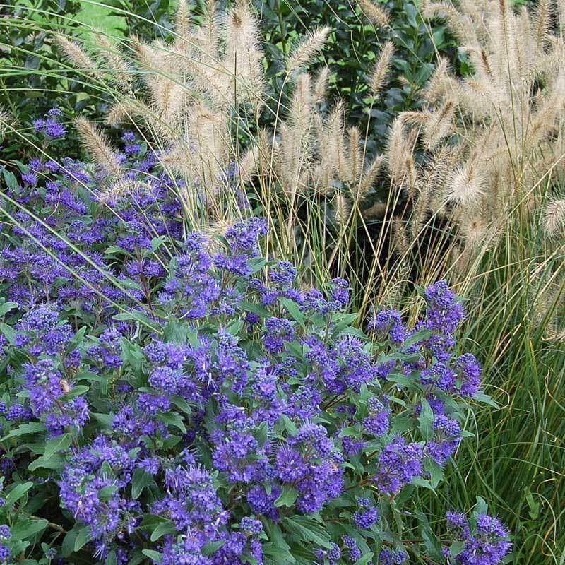 Hameln Fountain Grass behind purple-blue flowers in a garden. 