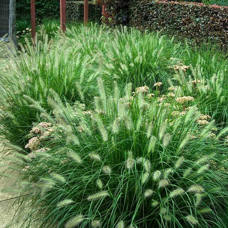 decorative grass plants for pots 'Hameln' Fountain Grass (Pennisetum)