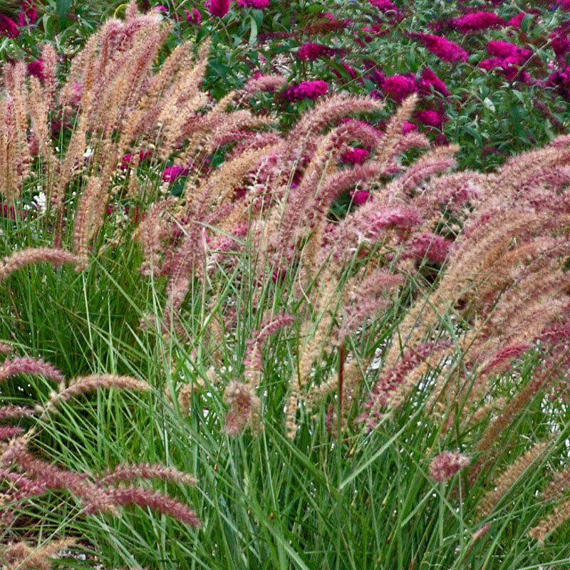 Karley Rose Fountain Grass' rose-purple plumes arching over green foliage. 