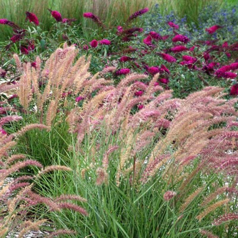 Karley Rose Fountain Grass in a garden with a vibrant pink butterfly bush. 