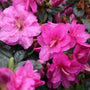 Perfecto Mundo Double Purple azalea has deep pink-purple flowers that have double petals.